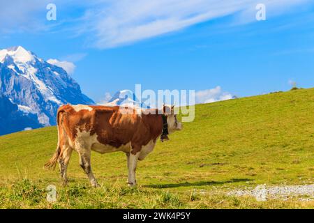 Mucca pascolo su un verde prato alpino nelle Alpi svizzere, Svizzera Foto Stock