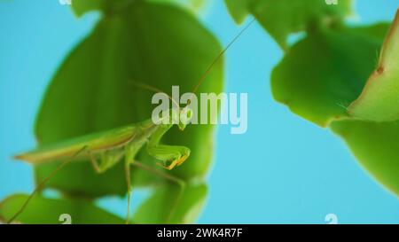 Mantide europee femminili o mantide di preghiera. mantide di preghiera verde. Pregare mantis caccia mimetizzati nel fogliame verde, primo piano Foto Stock