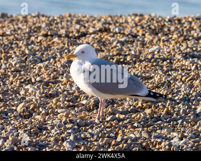 Un gabbiano di aringa europeo, Larus argentatus, a volte chiamato gabbiano, in piedi su una spiaggia di ciottoli. Foto Stock