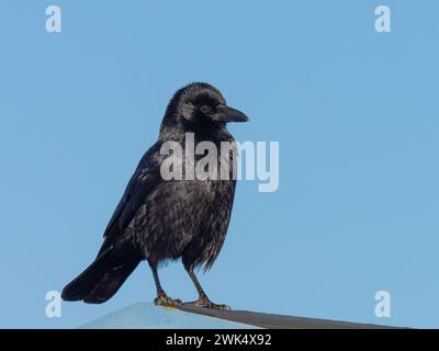 Un corvo di carrozze, Corvus corone Foto Stock