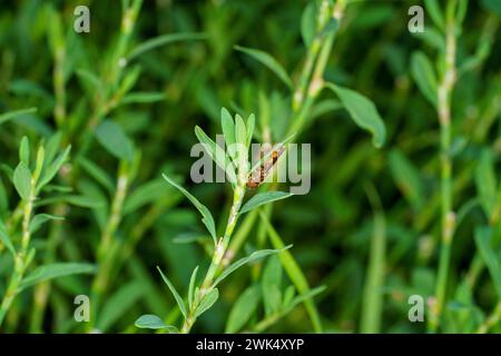 Genere Platycheirus famiglia Syrphidae mosca la natura selvaggia carta da parati, foto, fotografia Foto Stock