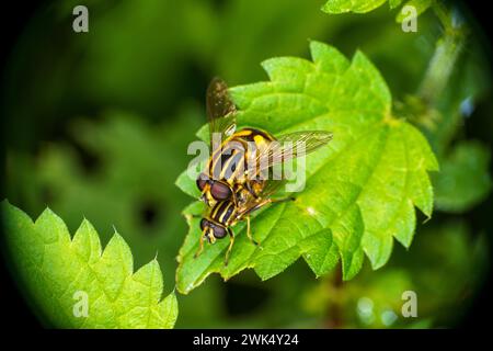 Accoppiamento Helophilus hybridus famiglia Syrphidae genere Helophilus Wooly mosche paludose insetti natura selvaggia wallpapeer, foto, fotografia Foto Stock