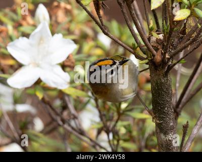 Uno stemma di Madeira, noto anche come kinglet di Madeira, o cresta di Madeira, Regulus madeirensis, endemico dell'isola di Madeira. Foto Stock