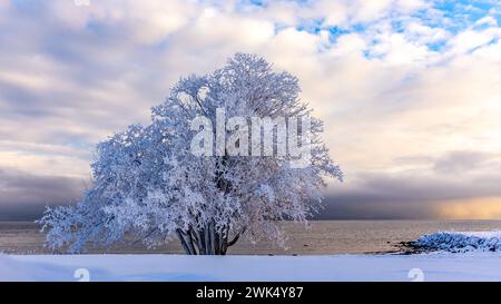 Horten, Norvegia, 18 febbraio 2024. Un albero innevato solitario sulla costa della Norvegia. Arriva una tempesta dal mare credito: Frode Arnesen/Alamy Live News Foto Stock