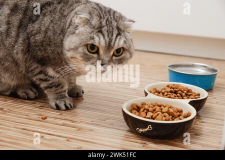 Un curioso gatto scozzese Fold mangia da ciotole di cibo secco per gatti e acqua su un pavimento di legno Foto Stock