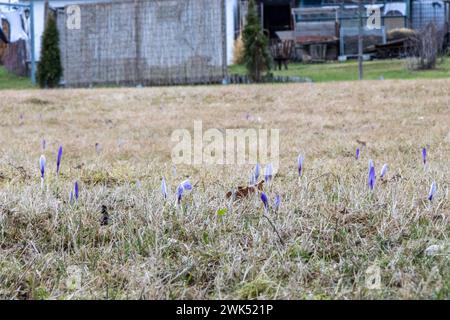 240217February News ID: EN 2024-02-17 February uar deutlich zu mild Frühlingsblumen blühen zeitiger, Wintersportgebiete geht der Schnee aus Erzgebirge. In Sachsen sind aktuell Winterferien. Die erste Ferienwoche ist Nun vorbei, era allerdings fehlt ist der Schnee. In den vergangenen Wochen lagen die Temperaturen deutlich über der 0 Grad Marke, teilweise sogar zweistellig. Dies und immer wieder aufkommender Regen hatten zur Folge, Dass die Schneedecke mittlerweile rapide Abgenommen Hat. Selbst auf dem 1215 metri hohen Fichtelberg liegen nur noch vereinzelte Schneereste. Wintersport ist am Fichtelberg Foto Stock