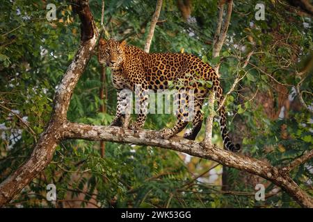 Leopardo - Panthera pardus, grande gatto giallo maculato nell'albero in India o in Africa, genere Panthera famiglia di gatti Felidae, ritratto del tramonto sullo stand degli alberi Foto Stock