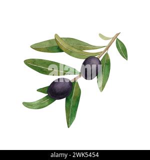 Ramo acquerello con olive nere. Illustrazione disegnata a mano isolata su sfondo bianco. Foto Stock