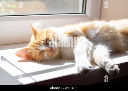 Un gatto soffice dorme sulla finestra, crogiolandosi al sole primaverile. Foto Stock