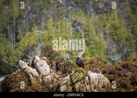 Aquila calva immatura o sub-adulta che si guarda intorno mentre è arroccata su una roccia coperta di alghe con alberi sullo sfondo, nella Columbia Britannica centrale Foto Stock