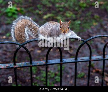 Uno scoiattolo arroccato su una recinzione metallica con sfondo erboso a St James's Park, Londra Foto Stock