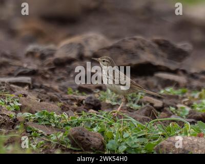 Un pipito di Berthelot arroccato, Anthus berthelotii Foto Stock