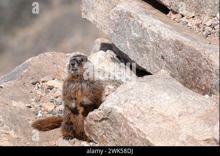 Una marmotta in servizio di guardia sulla Beartooth Highway vicino a Red Lodge, Montana. Foto Stock