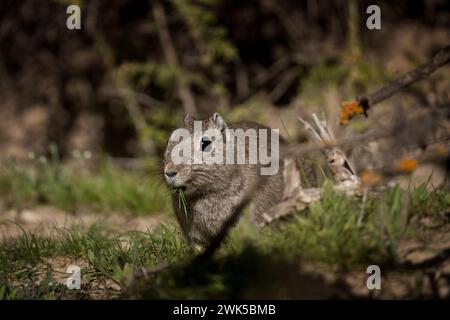 La caverna di montagna si sta nutrendo dei cespugli. Piccolo roditore sulla penisola di Valdés. Fauna selvatica in Argentina. Foto Stock
