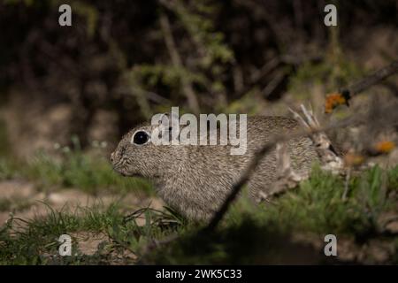La caverna di montagna si sta nutrendo dei cespugli. Piccolo roditore sulla penisola di Valdés. Fauna selvatica in Argentina. Foto Stock