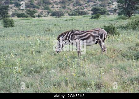 Zebra di Grevy maschile (Equus grevyi) che pascolano sulla crescita di piante fresche a seguito di piogge non stagionali Foto Stock