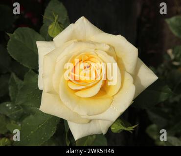 Primo piano di una rosa gialla pallida con gocce d'acqua nel Montana Foto Stock