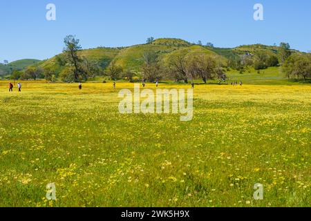 Carrizo Plain, California, USA - 10 aprile 2023. Fiore di Wildflower super. Campo di fiori gialli al Carrizo Plain National Monument, California Foto Stock