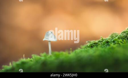 Macrofotografia e primo piano di un singolo minuscolo fungo nel muschio, angolo basso, sfondo bokeh arancio-pesca, spazio negativo, spazio di copia, minimalismo, 16:9 Foto Stock