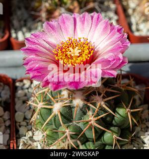 Vivace e accattivante primo piano di un singolo fiore di elefanti Coryphantha, che mostra l'intricata bellezza della natura succulenta nel deserto messicano. Foto Stock