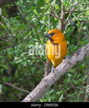 Altamira Oriole (Icterus gularis) presso il National Butterfly Center, Mission, Texas Foto Stock