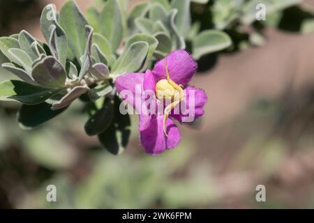 Ragno granchio d'oro (Misumena vatia) su un fiore, Mission, Texas. Foto Stock