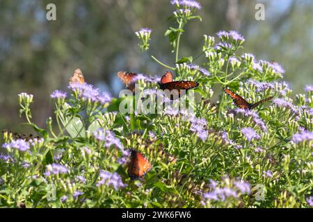 Le farfalle della regina (Danaus gilippus) si nutrono di fiori di petto al National Butterfly Center, Mission, Texas Foto Stock