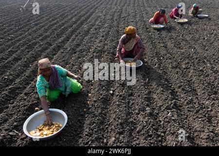 Munshiganj, Dacca, Bangladesh. 17 febbraio 2024. Gli agricoltori seminano semi di patate in un campo di Munshiganj, Bangladesh. Le patate impiegano almeno 90 giorni per maturare dopo la semina. Patate intere o pezzi di patate possono essere utilizzati come semi. Un gruppo di lavoratori può raccogliere fino a 3.000 kg di patate al giorno. I campi sono meticolosamente organizzati, con file di patate ben allineate, promettendo un rendimento futuro che contribuirà al sostentamento e alla prosperità economica della regione. Le patate sono diventate un alimento di base in molte parti del mondo e parte integrante di gran parte dell'approvvigionamento alimentare mondiale. (Immagine di credito: © Foto Stock