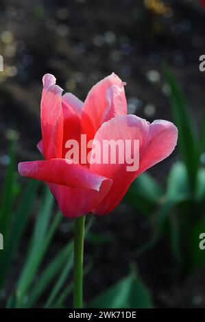 Pink tulip bud behind delicate petals in backlight on dark background with selective focus Foto Stock