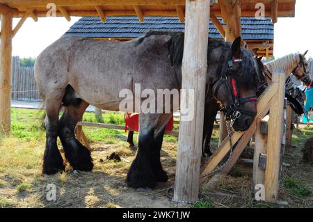 Il cavallo di un camion pesante si trova in una stalla per strada, il cavallo delle Fiandre. Stallone Brabante allo spettacolo Foto Stock