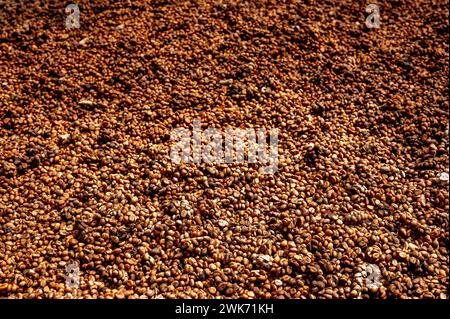 Processo di produzione del caffè Luwak. I chicchi di caffè inumiditi con il sole, sparsi su vassoi rustici, vengono asciugati in modo naturale Foto Stock