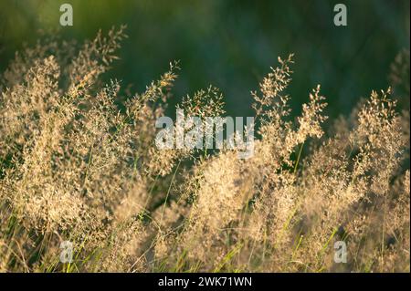 Erba ondulata (Deschampsia flexuosa), bassa Sassonia, Germania Foto Stock