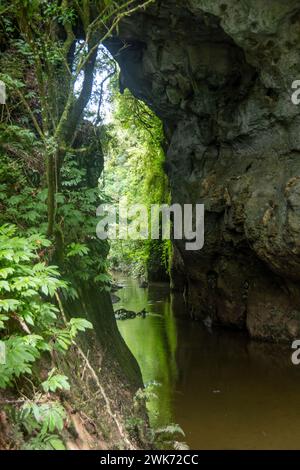 Arco calcareo 'Natural Bridge' sul fiume, Ponte naturale di Mangapohue, Waikato, Isola del Nord, nuova Zelanda Foto Stock