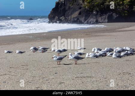 Gabbiano a becco nero Maori (Chroicocephalus bulleri), Ship Creek, Beach, nuova Zelanda Foto Stock