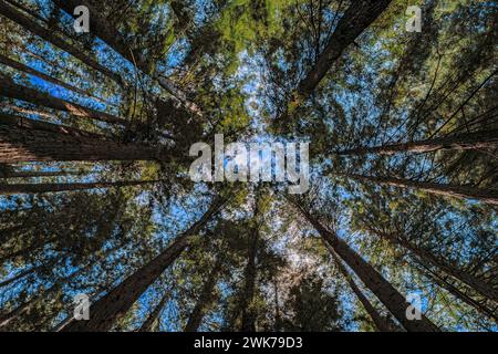 Gigantesche cime di sequoia contro il cielo nella Redwoods Forest in California Foto Stock