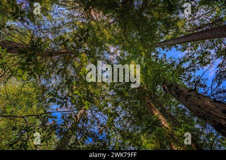 Gigantesche cime di sequoia contro il cielo nella Redwoods Forest in California Foto Stock