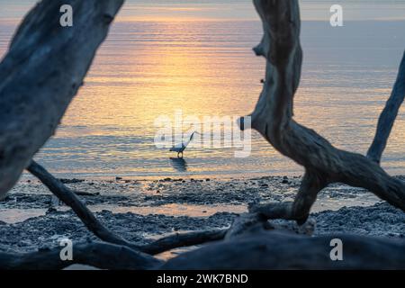 Alba a Boneyard Beach sull'isola Big Talbot nel nord-est della Florida. (USA) Foto Stock