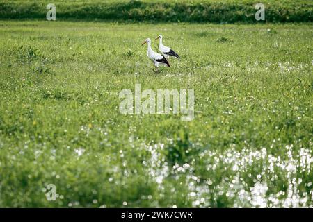 Una cicogna bianca europea in piedi su un campo con erba verde Foto Stock