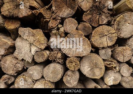 Sfondo dei log tagliati. Palo di natura segato legno alberi texture. Tronchi di alberi, legno di fondo. Industria del legno messo insieme. Decorazione di alberi da taglio tondi anelli annuali con strisce di varie dimensioni Foto Stock