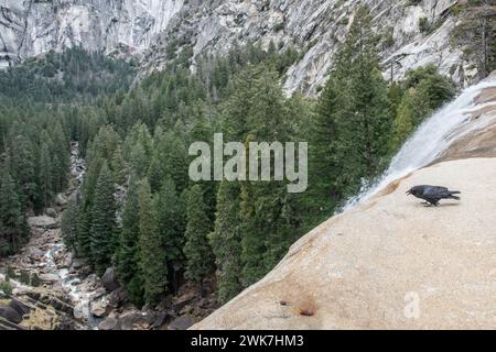 Vista del fiume Merced e della valle boscosa dalla cima delle cascate Vernal, dove un corvo (Corvus corax) si trova nel Parco Nazionale di Yosemite, California. Foto Stock