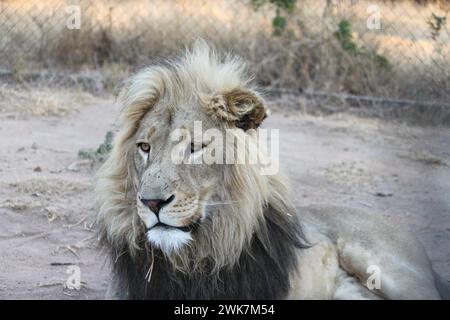 Un leone in un santuario per leoni a Johannesburg, Sudafrica Foto Stock