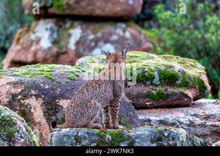 Caccia alla lince iberica nella Sierra de Andujar, Spagna. Foto Stock