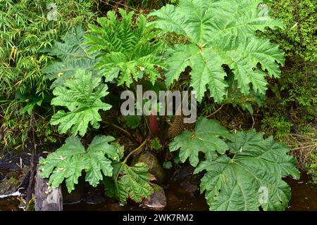 Il rabarbaro cileno o nalca (Gunnera tinctoria o Gunnera chilensis) è una grande erba perenne originaria del Cile centrale e meridionale e del sud-ovest di Argent Foto Stock