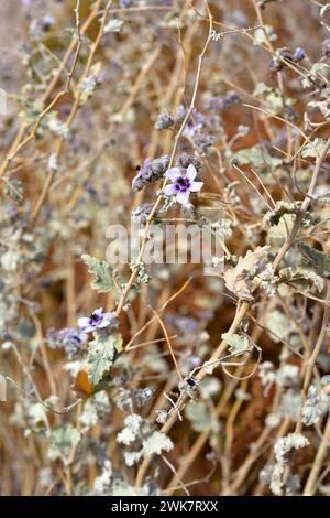 Tarasa operculata o Malva operculata è un arbusto nativo del Cile settentrionale. La foto è stata scattata nei pressi di Putre, regione di Arica Parinacota, Cile. Foto Stock