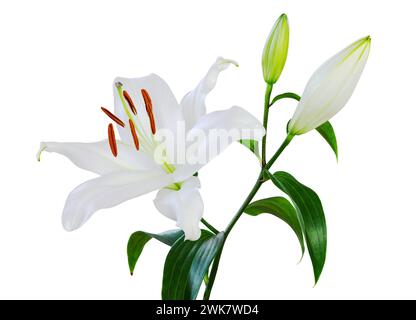 Bellissimo giglio bianco (Lilium, Liliaceae) con gemme isolate su sfondo bianco, compreso il percorso di ritaglio. Foto Stock