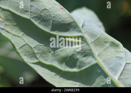La giovane falena diamondback Plutella xylostella caterpillar si nutre di cavolo. Foto Stock