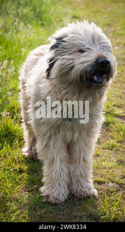 Cane peloso in una giornata ventosa Foto Stock