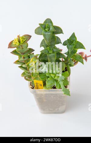 Crassula Perforata pianta succulenta in vaso. Piccolo fiore verde su sfondo bianco Foto Stock