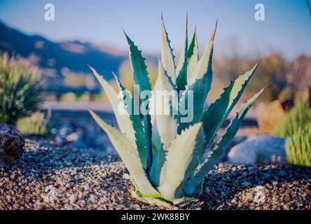 Stabilimento di agave solitaria nel deserto di Tucson alla luce del sole Foto Stock