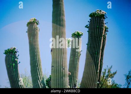 Fioritura del Cactus di Saguaro nel deserto Foto Stock